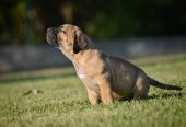 Na prodaju stenci Presa Canario