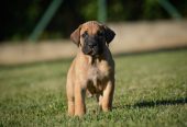 Na prodaju stenci Presa Canario