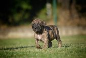 Na prodaju stenci Presa Canario
