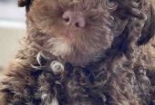 Lagotto Romagnolo – rezervacija stenaca