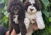 Lagotto Romagnolo – rezervacija stenaca