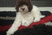 Lagotto Romagnolo – rezervacija stenaca