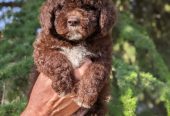 Lagotto Romagnolo – rezervacija stenaca