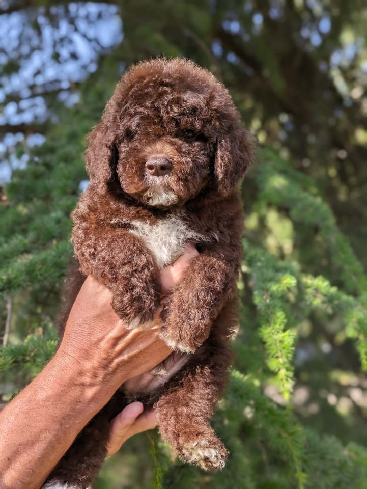Lagotto Romagnolo – rezervacija stenaca