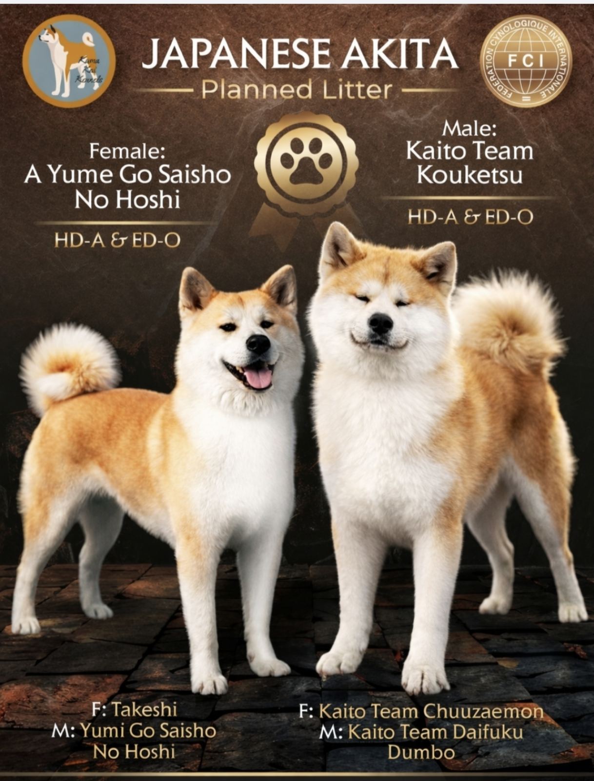 Akita Inu prelepi štenci