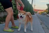 Akita Inu prelepi štenci