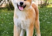 Akita Inu prelepi štenci