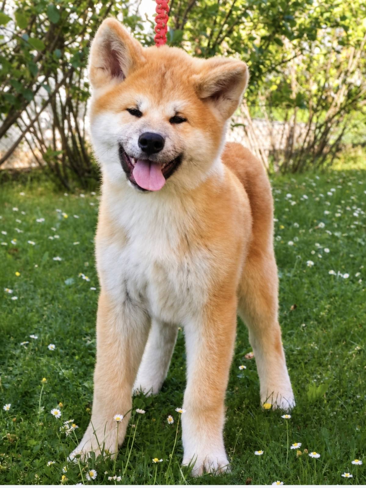 Akita Inu prelepi štenci