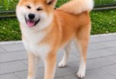 Akita Inu prelepi štenci