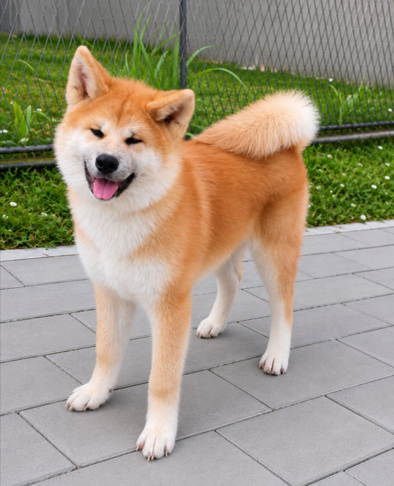 Akita Inu prelepi štenci