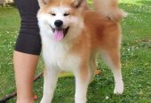 Akita Inu prelepi štenci