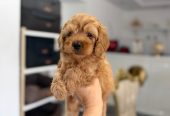 Goldendoodle prelepi štenci