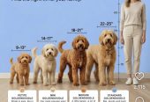Goldendoodle prelepi štenci