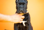 CANE CORSO prelepi štenci