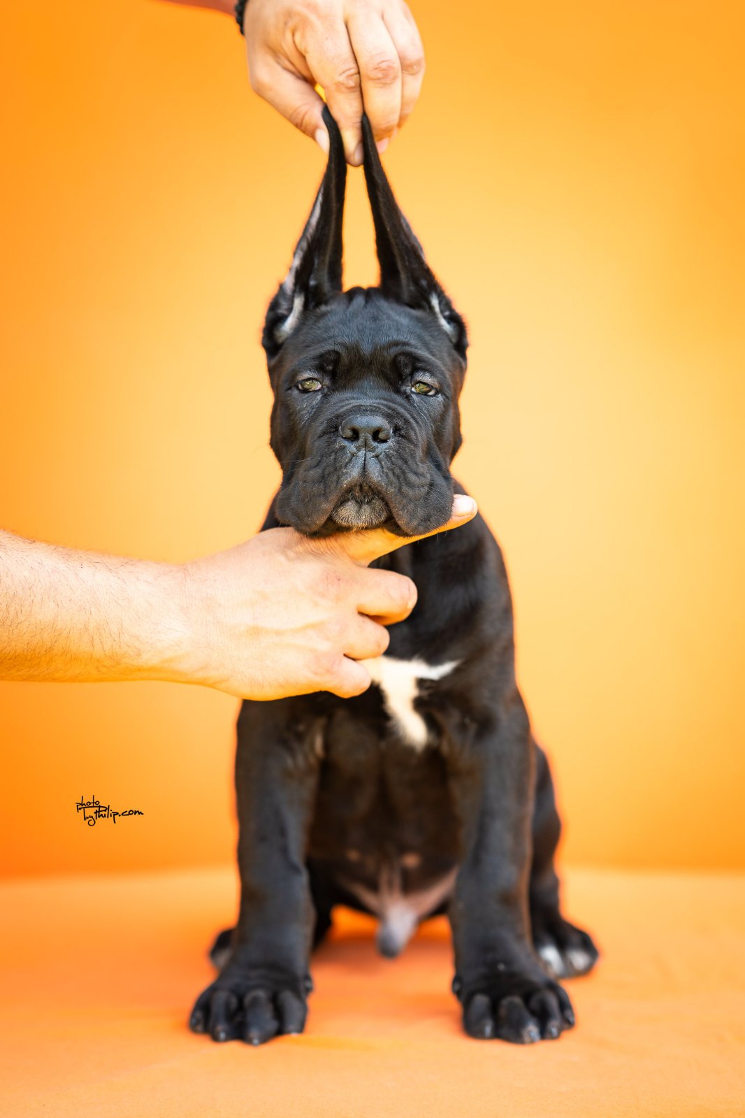 CANE CORSO prelepi štenci