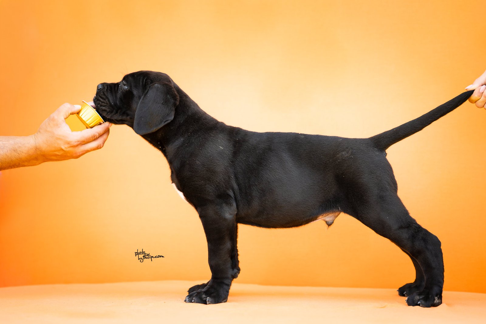 CANE CORSO prelepi štenci
