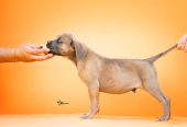 CANE CORSO prelepi štenci
