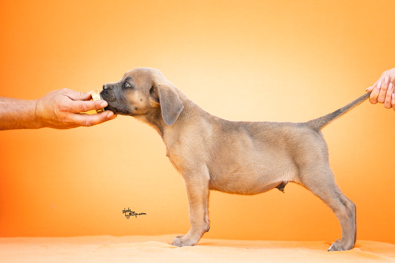 CANE CORSO prelepi štenci