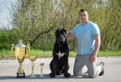 CANE CORSO prelepi štenci