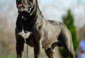 CANE CORSO prelepi štenci