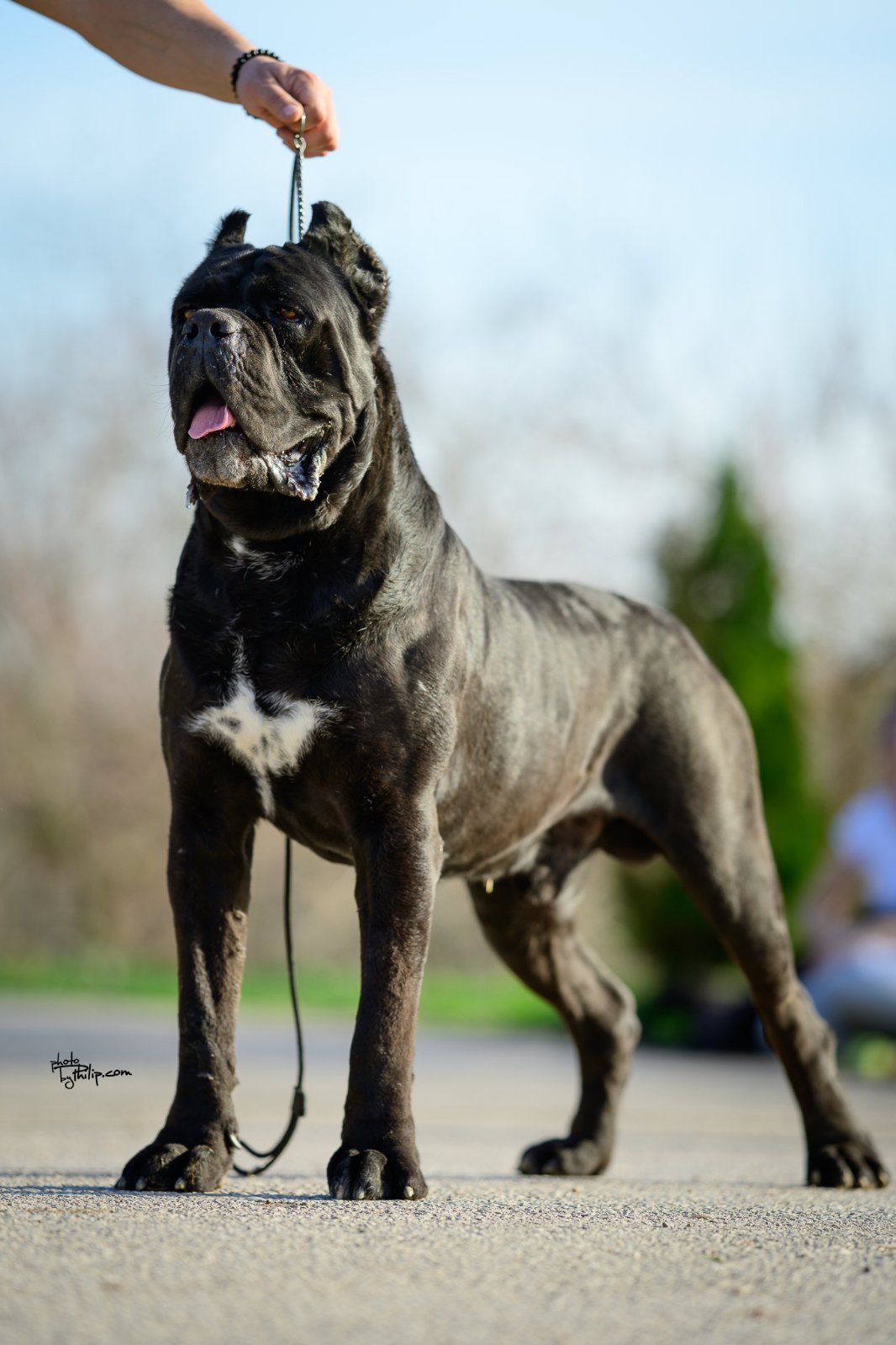CANE CORSO prelepi štenci