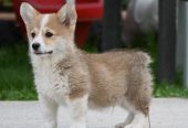Velski korgi/Welsh Corgi Pembroke