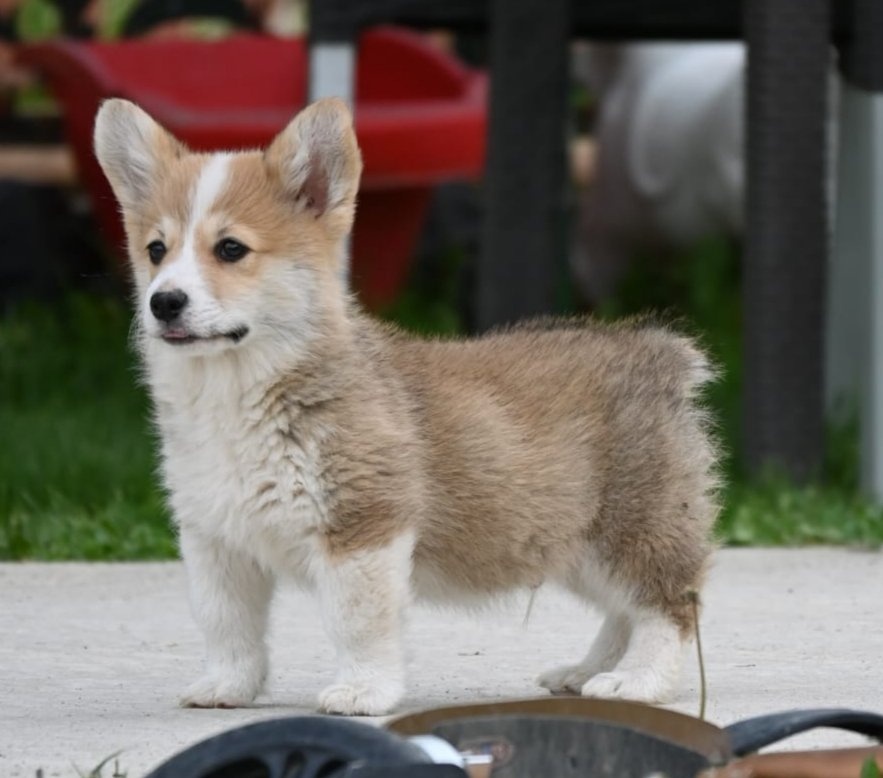 Velski korgi/Welsh Corgi Pembroke