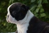 Prelepi štenci BOSTON terijera