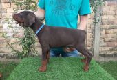 Doberman