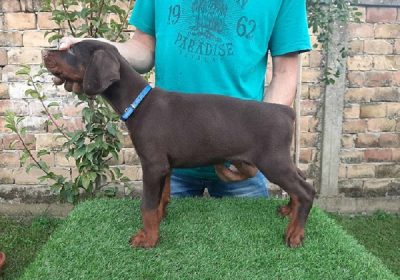 1-dobermanM0826