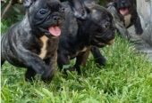 Francuski buldog