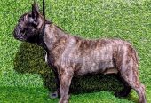 FRANCUSKI BULDOG – žensko štene