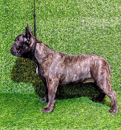 FRANCUSKI BULDOG – žensko štene