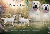 Labrador retriver štenci, prelepi