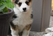 Velski korgi/Welsh Corgi Pembroke