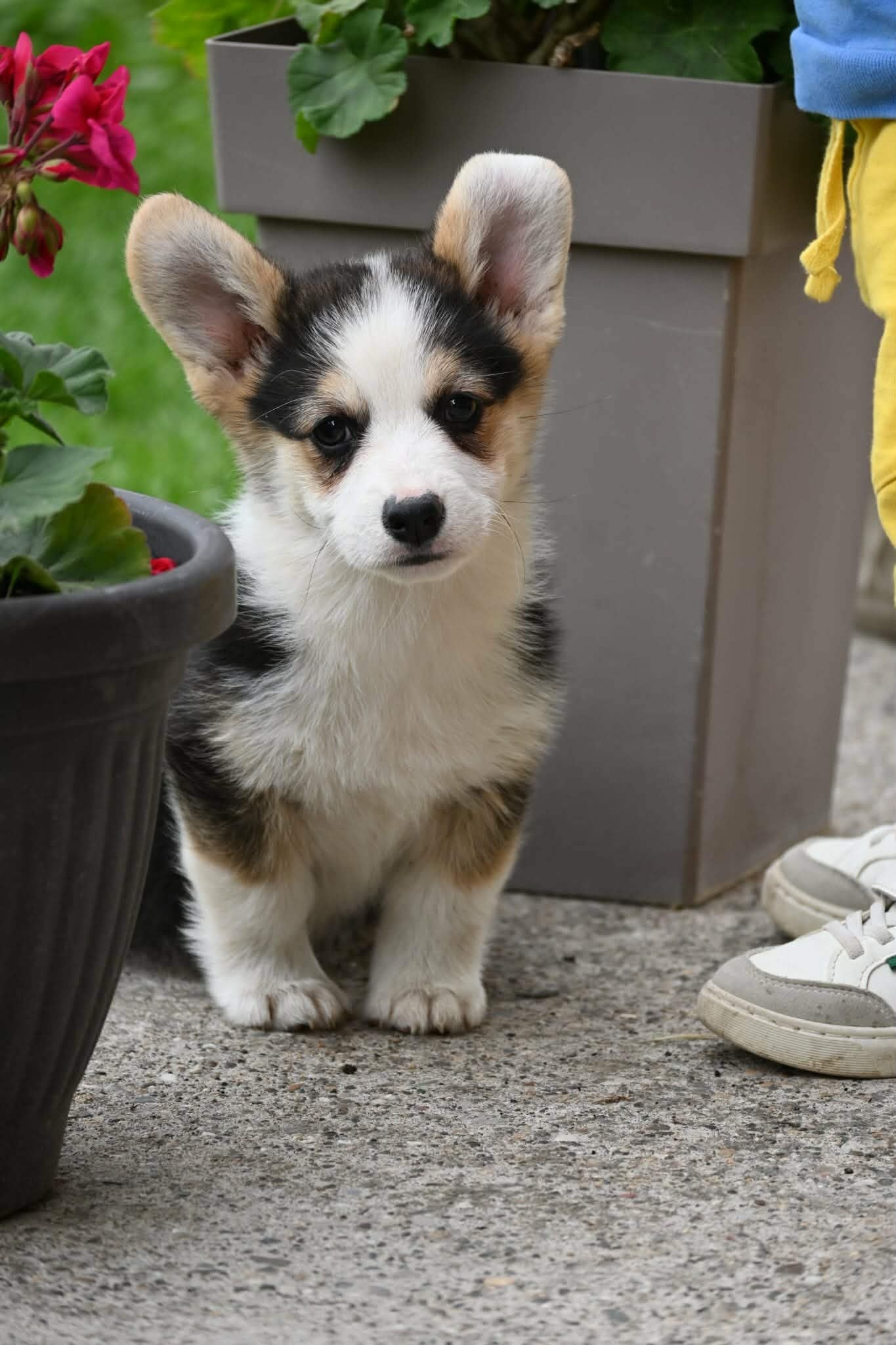 Velski korgi/Welsh Corgi Pembroke