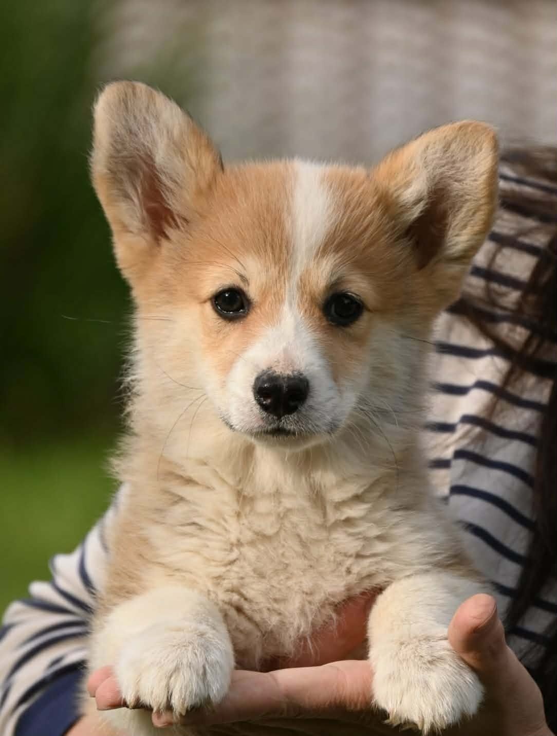 Velski korgi/Welsh Corgi Pembroke