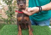 Doberman