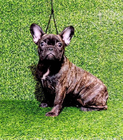 FRANCUSKI BULDOG – žensko štene