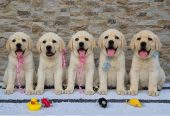 Labrador retriver štenci, prelepi