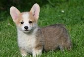 Velski korgi/Welsh Corgi Pembroke