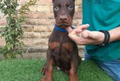 Doberman