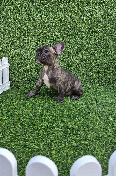 Francuski buldog