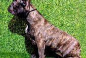 FRANCUSKI BULDOG – žensko štene