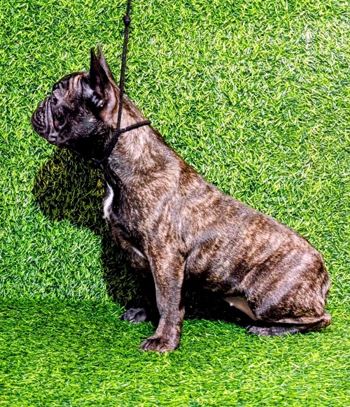 FRANCUSKI BULDOG – žensko štene