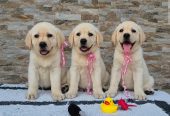 Labrador retriver štenci, prelepi