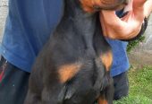 Doberman