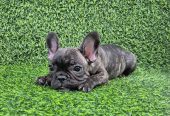 Francuski buldog