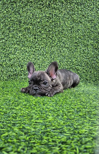 Francuski buldog
