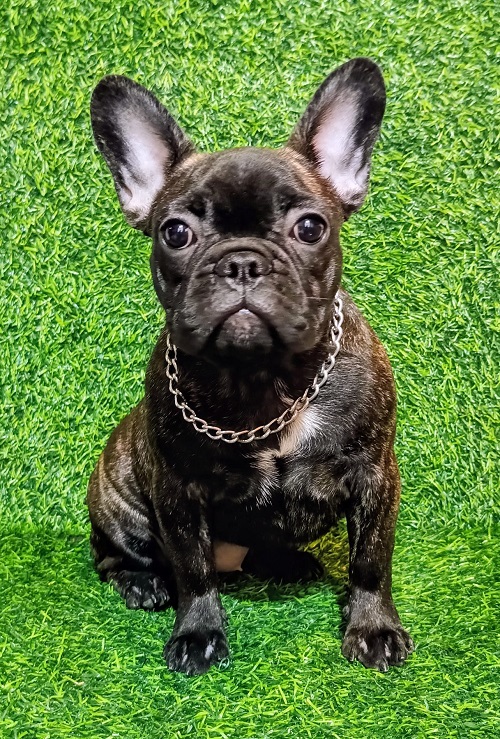 FRANCUSKI BULDOG – žensko štene